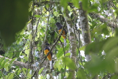 Trogon chionurus