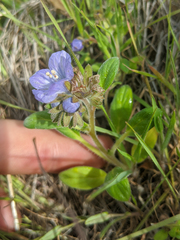 Phacelia divaricata