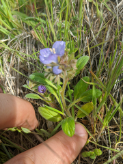 Phacelia divaricata