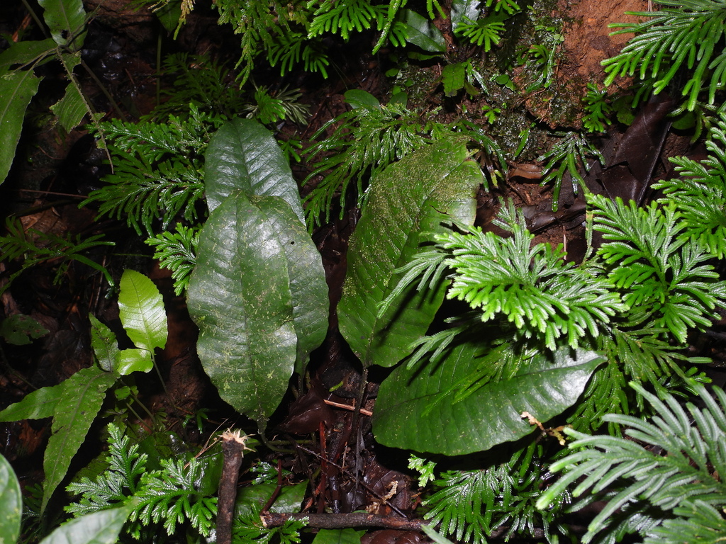 Dracoglossum plantagineum