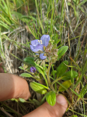 Phacelia divaricata