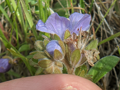 Phacelia divaricata