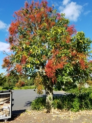 Brachychiton acerifolius