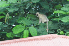 Semnopithecus entellus