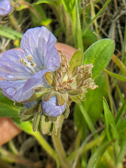 Phacelia divaricata