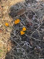 Crocus chrysanthus