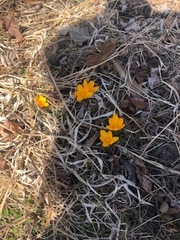 Crocus chrysanthus