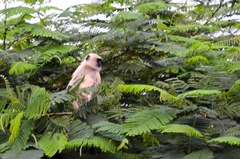 Semnopithecus entellus