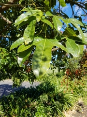 Brachychiton acerifolius