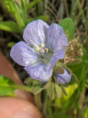 Phacelia divaricata