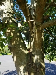 Brachychiton acerifolius