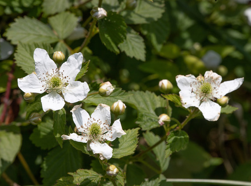 Pennsylvania blackberry (Rubus pensilvanicus)