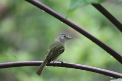 Tolmomyias sulphurescens