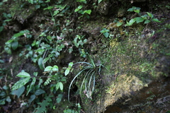 Ophiopogon