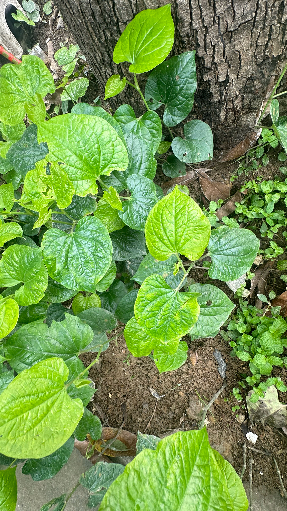 Piper sarmentosum — ảnh 2