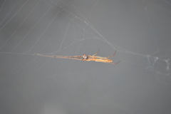 Tetragnatha
