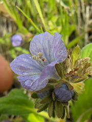 Phacelia divaricata