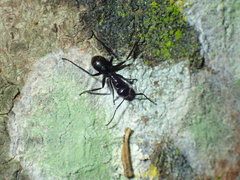 Camponotus arminius