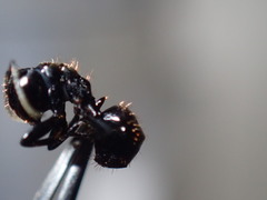 Camponotus arminius