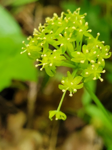 Smilax ecirrhata, photograph 4