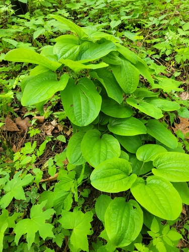 Smilax ecirrhata, photograph 5