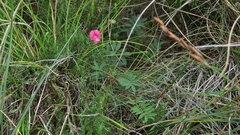 Tephrosia capensis capensis