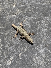 Podarcis muralis