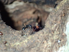 Camponotus arminius