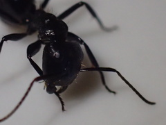 Camponotus arminius