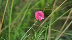 Tephrosia capensis capensis