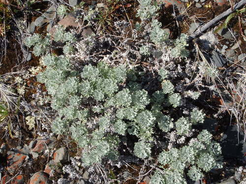 Image of Artemisia alaskana by (c) Sean Frey, some rights reserved (CC BY)