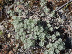 Artemisia alaskana