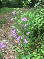 Penstemon tenuis