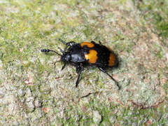 Episcapha quadrimacula