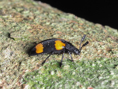 Episcapha quadrimacula