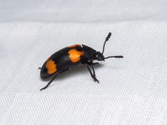 Episcapha quadrimacula