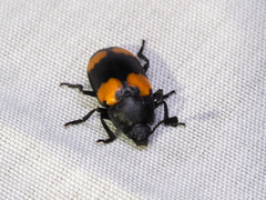 Episcapha quadrimacula