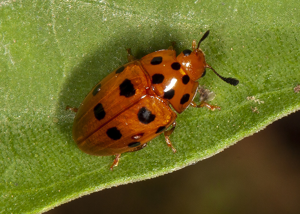 Mycotretus geminus