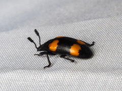 Episcapha quadrimacula