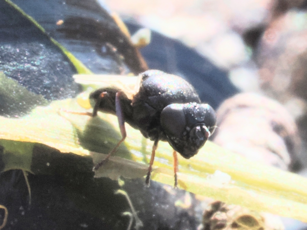 Mosillus bidentatus