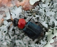 Collops tricolor