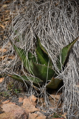 Agave × glomeruliflora