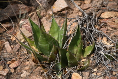 Agave × glomeruliflora
