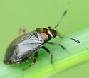 Capsus
