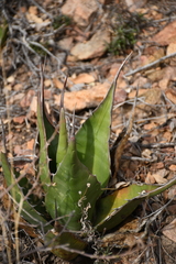 Agave × glomeruliflora