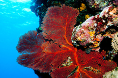 Sea Fan