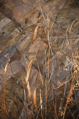 Tecoma stans angustata