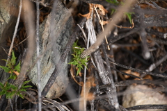 Tecoma stans angustata