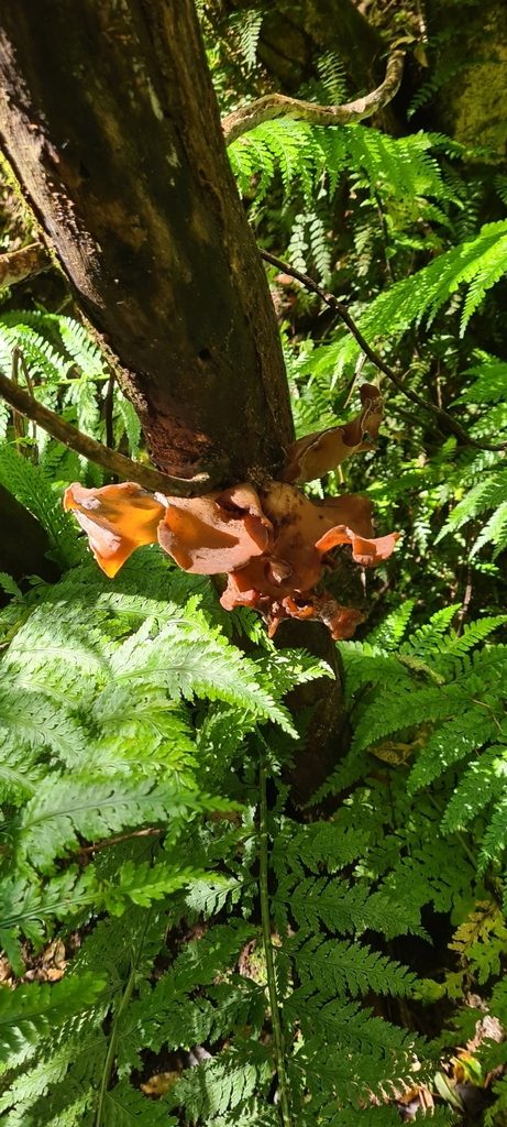 Auricularia cornea · April 2026 · photo: © chrystal1914 (iNaturalist, cc-by)