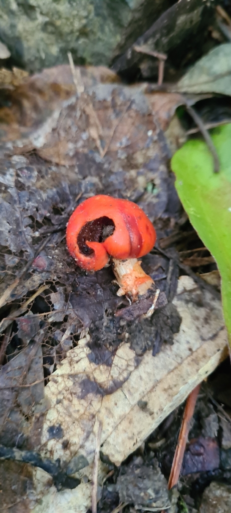 Leratiomyces erythrocephalus · April 2026 · photo: © chrystal1914 (iNaturalist, cc-by)